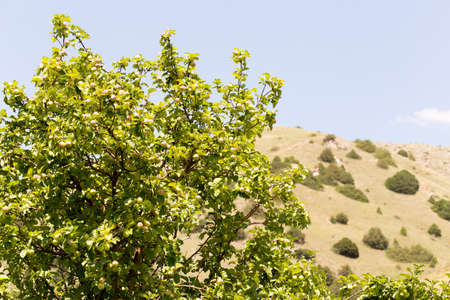 apple tree in the mountain regionの写真素材