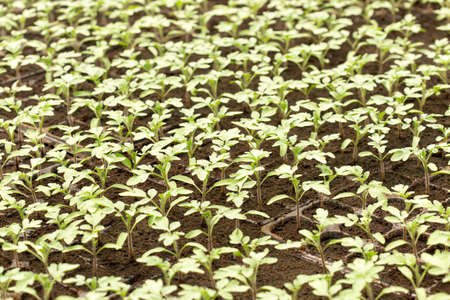Tomato seedling in plastic tray. 20 day after sowing.の写真素材