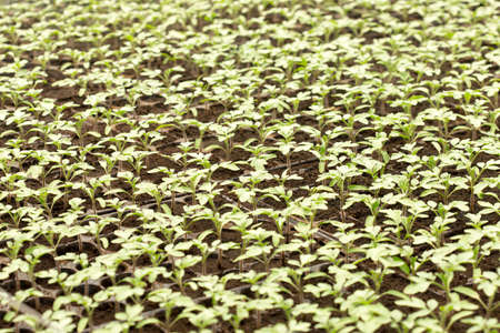 Tomato seedling in plastic tray. 20 day after sowing.の写真素材