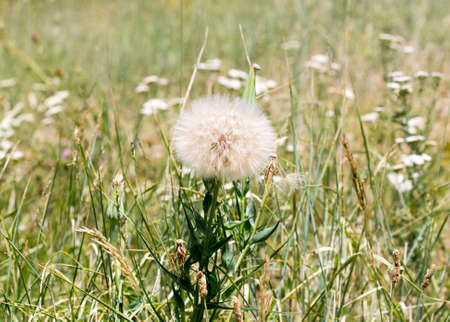 wild grass in natureの写真素材