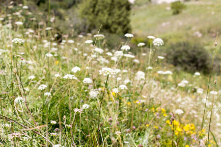 wild grass in natureの写真素材