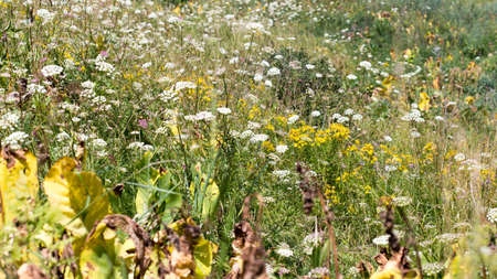 wild grass in natureの写真素材