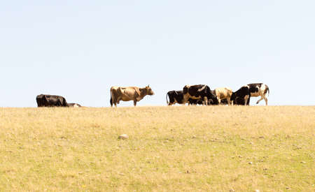 Cows grazing on pastureの写真素材