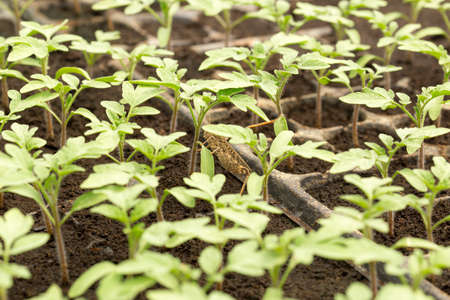 Tomato seedling in plastic tray. 20 day after sowing.の写真素材