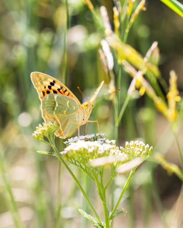 butterfly on a flowerの写真素材