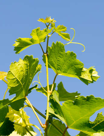 Fresh green leaves of grapeの写真素材