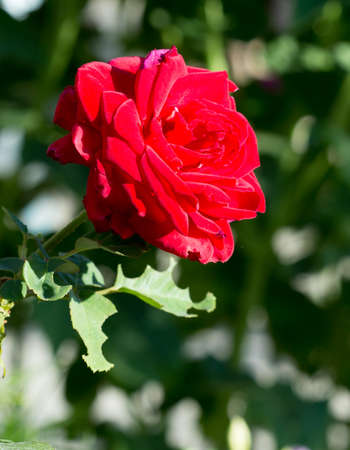 rose flower in the yardの写真素材