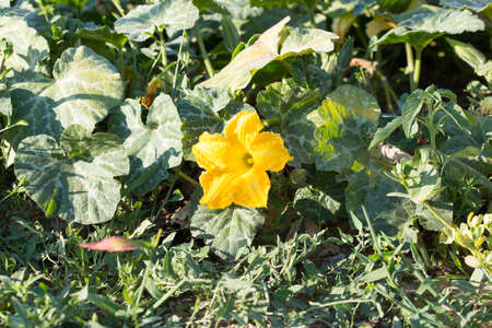 Pumpkin flowerの写真素材