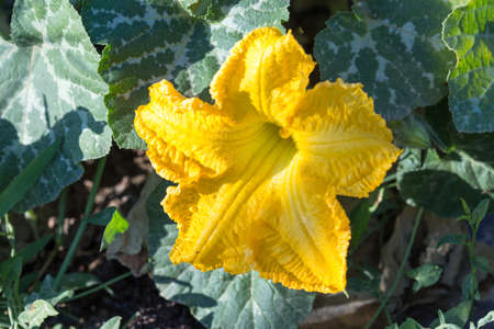 Pumpkin flowerの写真素材