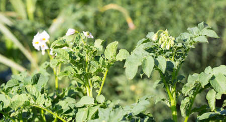 Potato bush blooming with white flowersの写真素材