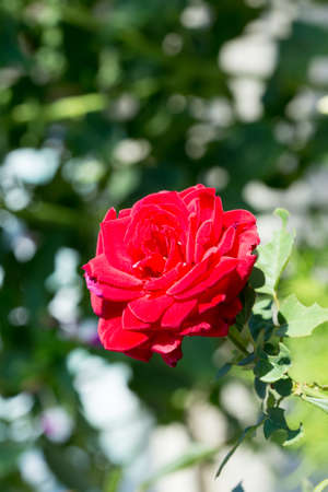 rose flower in the yardの写真素材