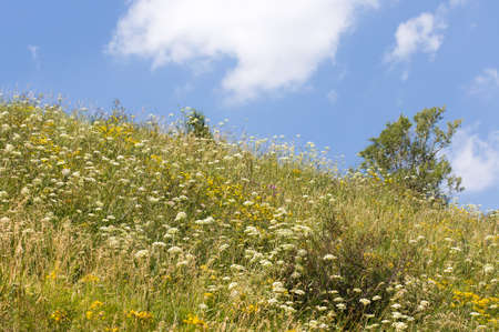 wild grass in natureの写真素材