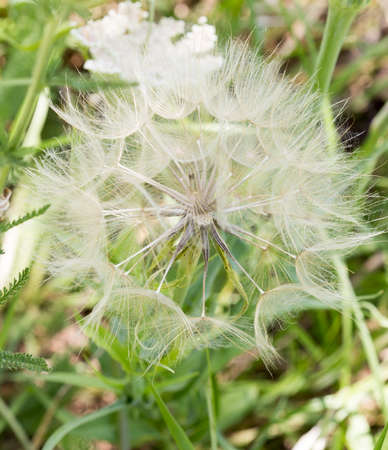 dandelion macroの写真素材