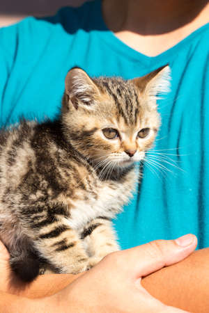 Tabby Cat in the hands of the owner.の写真素材