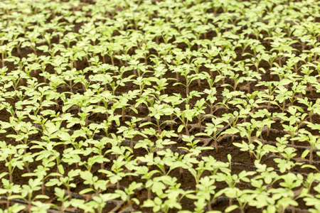 Tomato seedling in plastic tray. 20 day after sowing.の写真素材