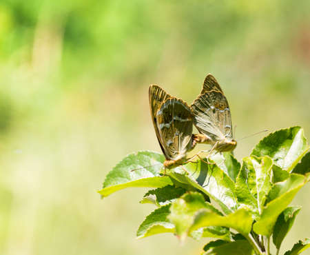 two dewy butterflies mateの写真素材