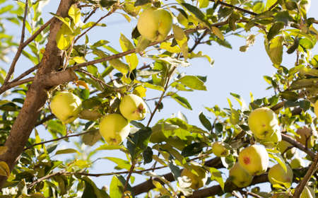 Fresh ripe green apples on tree in summer gardenの写真素材