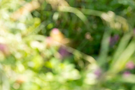 wild grass in natureの写真素材