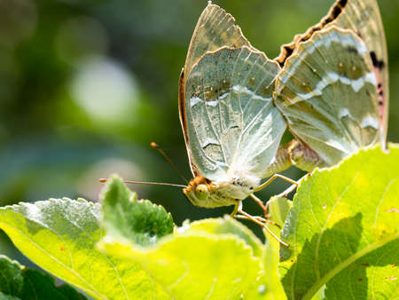 Two butterflies mating in natureの写真素材