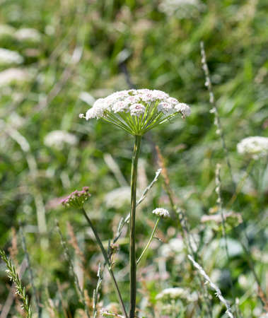 wild grass in nature