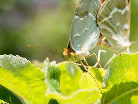 Two butterflies mating in natureの写真素材