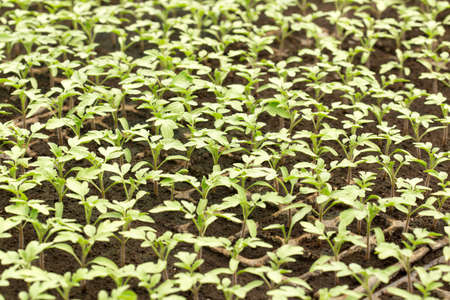 Tomato seedling in plastic tray. 20 day after sowing.の写真素材