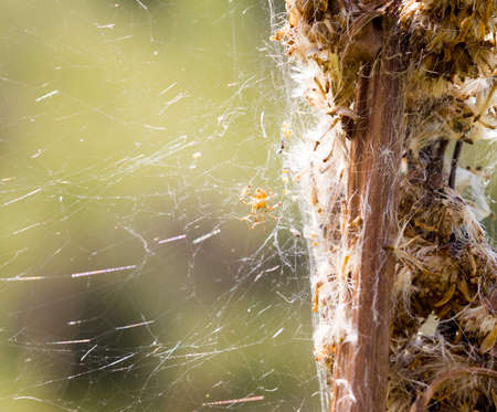 spider in the grassの写真素材