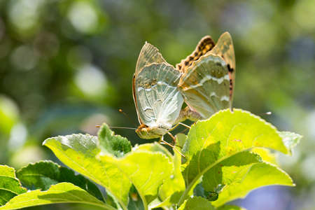 Two butterflies mating in natureの写真素材