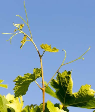 Fresh green leaves of grapeの写真素材