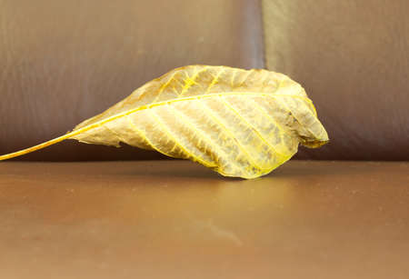 yellow leavesの写真素材