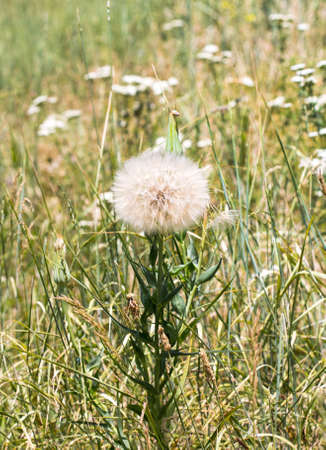 wild grass in natureの写真素材