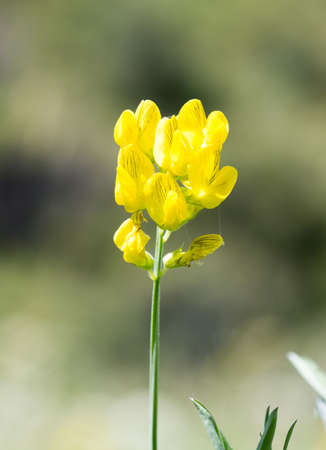 wild grass in natureの写真素材
