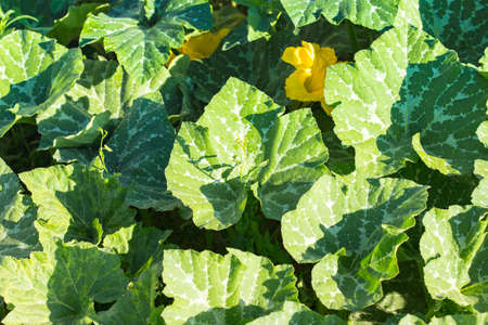 leaves pumpkin in the gardenの写真素材