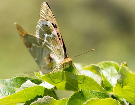 Two butterflies mating in natureの写真素材