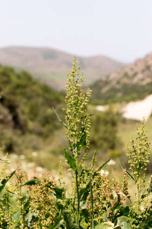 wild grass in natureの写真素材