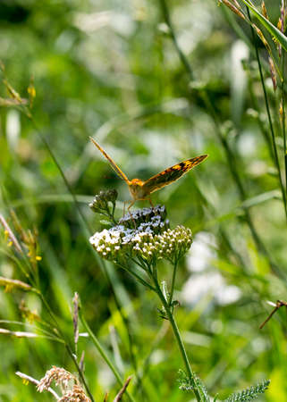 butterfly on a flowerの写真素材