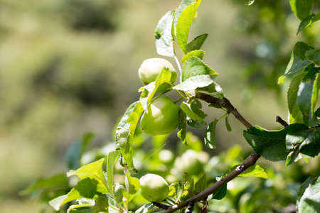 Green apples on a branch ready to be harvested, outdoors, selective focusの写真素材