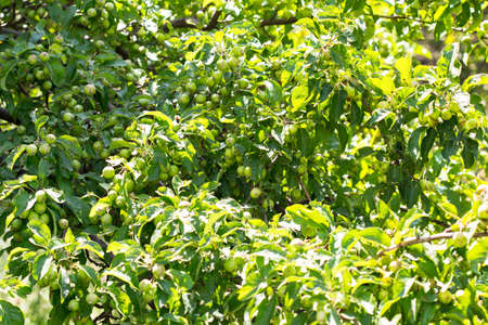 Green apples on a branch ready to be harvested, outdoors, selective focusの写真素材