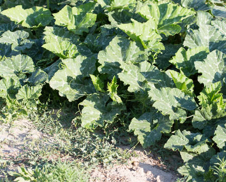 leaves pumpkin in the gardenの写真素材
