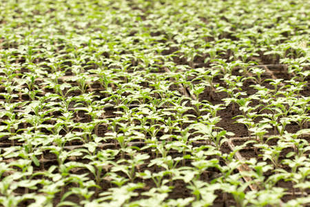 Tomato seedling in plastic tray. 20 day after sowing.の写真素材