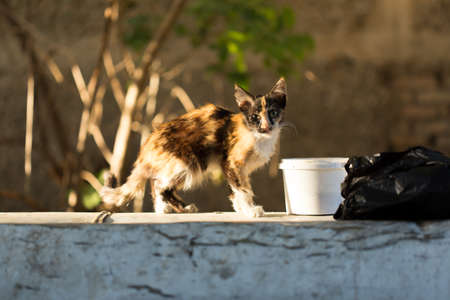 wild cat eats on the streetsの写真素材