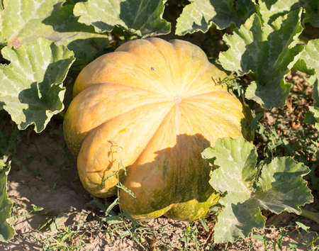 pumpkin plantの写真素材