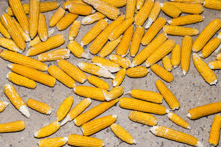 Grains of ripe cornの写真素材
