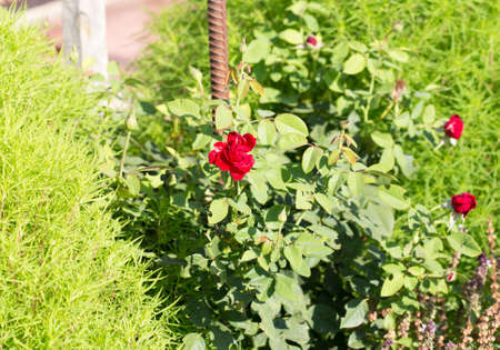 rose flower in the gardenの写真素材