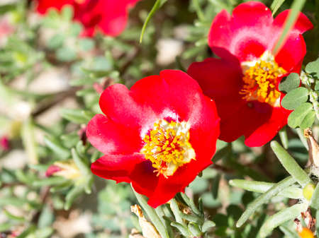 purslane flowerの写真素材