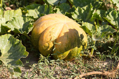 pumpkin plantの写真素材