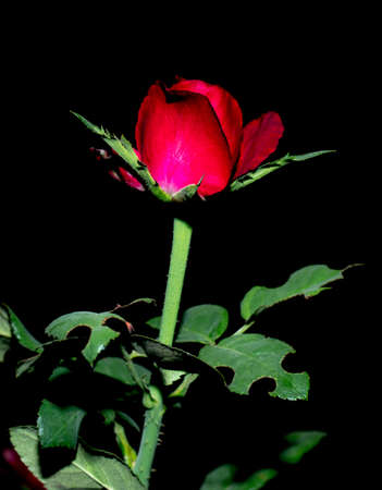 rose flower in the gardenの写真素材