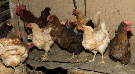 chickens in a cageの写真素材