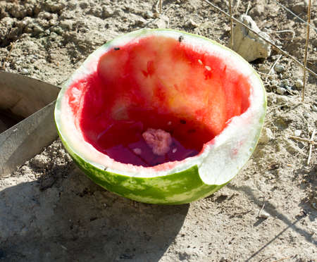 watermelon trashの写真素材