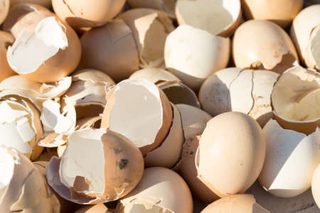 Egg shellの写真素材